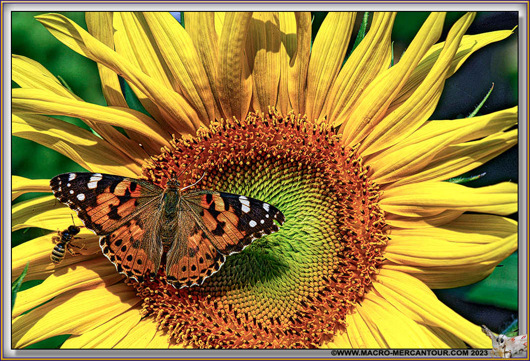Tournesol